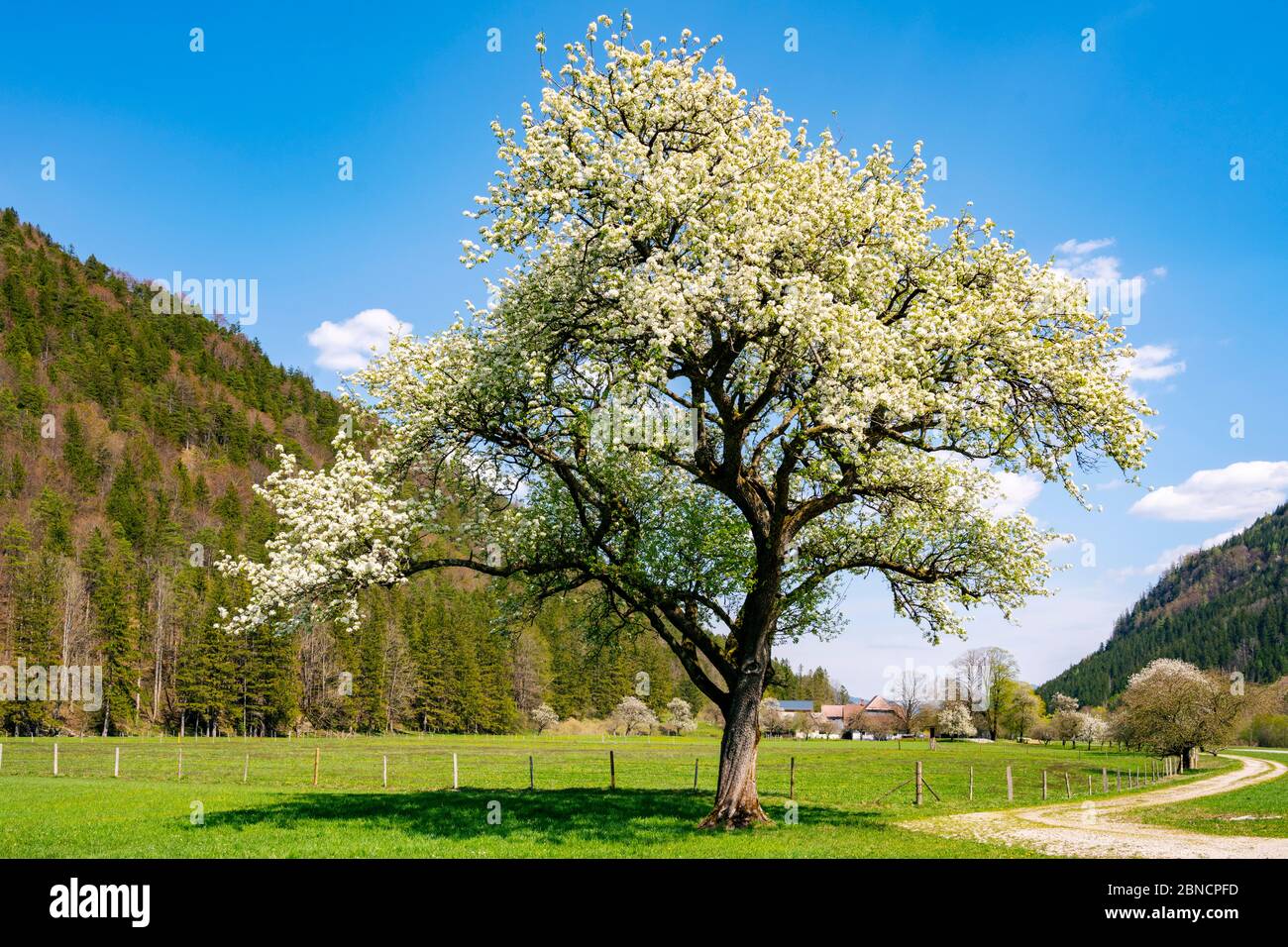 Österreich, Niederösterreich, Ötscherland, blühender Mostbirnbaum am Ybbstalradweg bei Hollenstein an der Ybbs Foto Stock