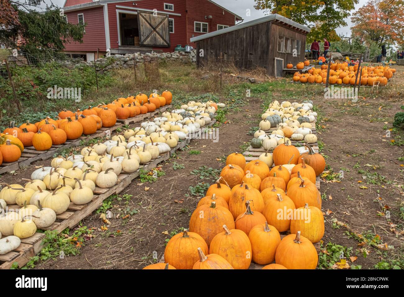 Zucche coltivate presso la Red Apple Farm a Phillipston, Massachusetts Foto Stock