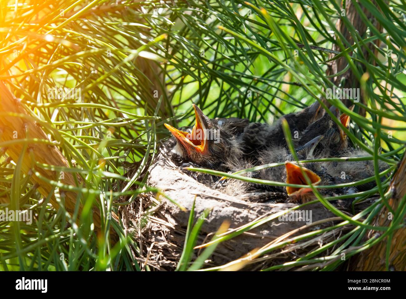 Primo piano di un nido fatto da uccelli di fango di argilla di rami e erba secca in cui piccoli pulcini grigi sono seduti con piume giovani e con beches aperti Foto Stock