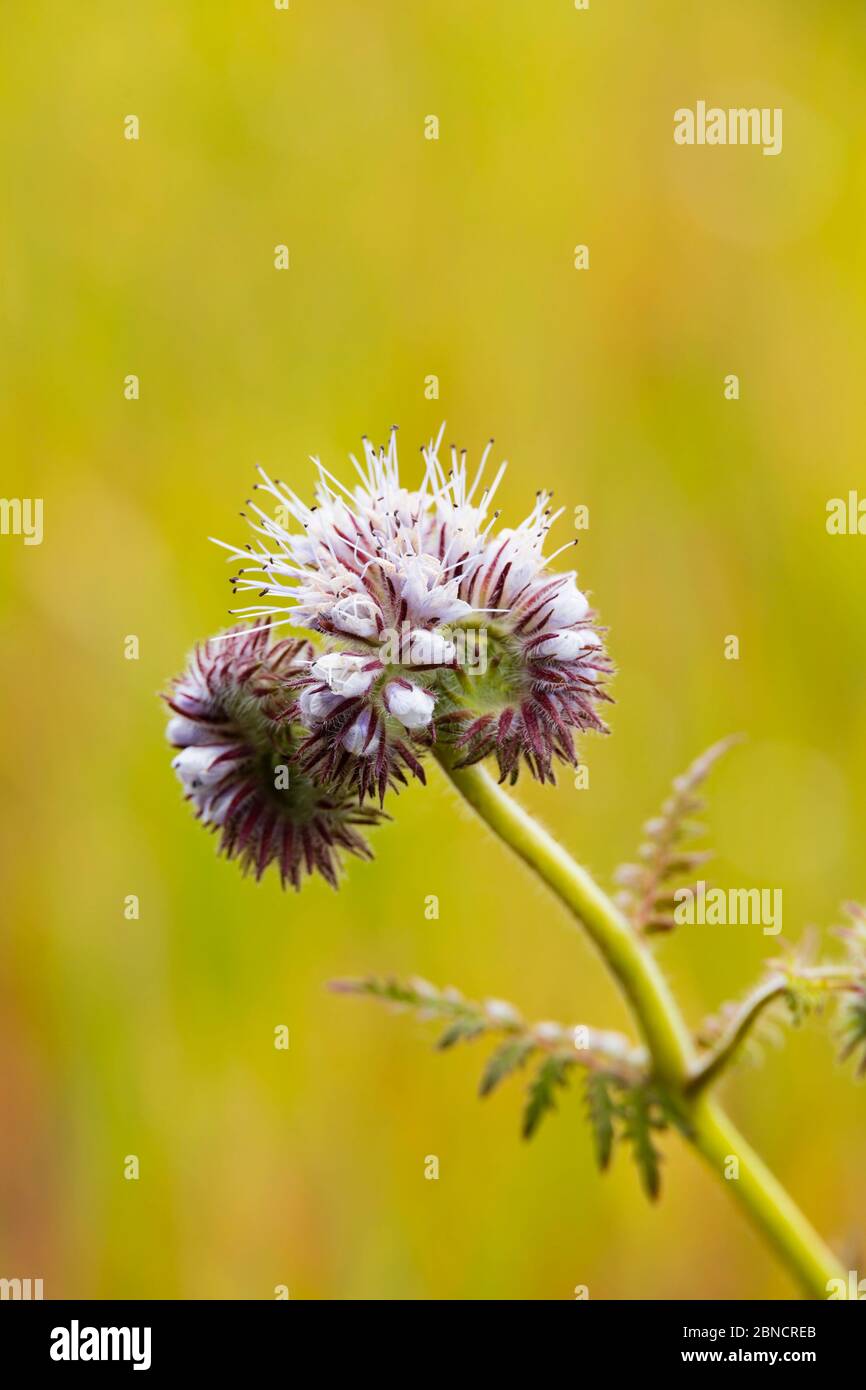 Blu porpora Tansy, Phacelia Tanacetifolia, fiori al lato di un campo di coltura. Foto Stock