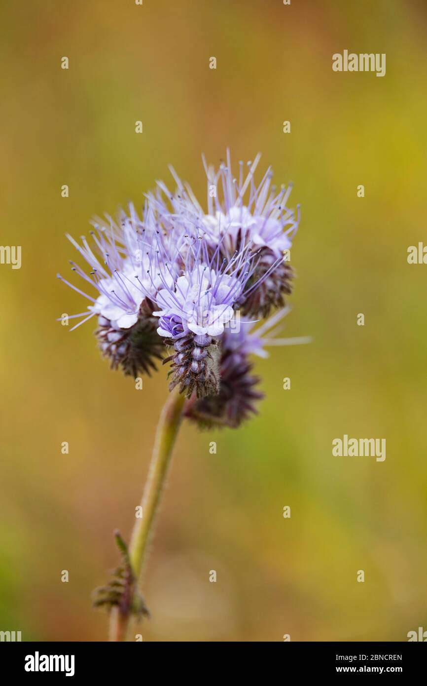 Blu porpora Tansy, Phacelia Tanacetifolia, fiori al lato di un campo di coltura. Foto Stock