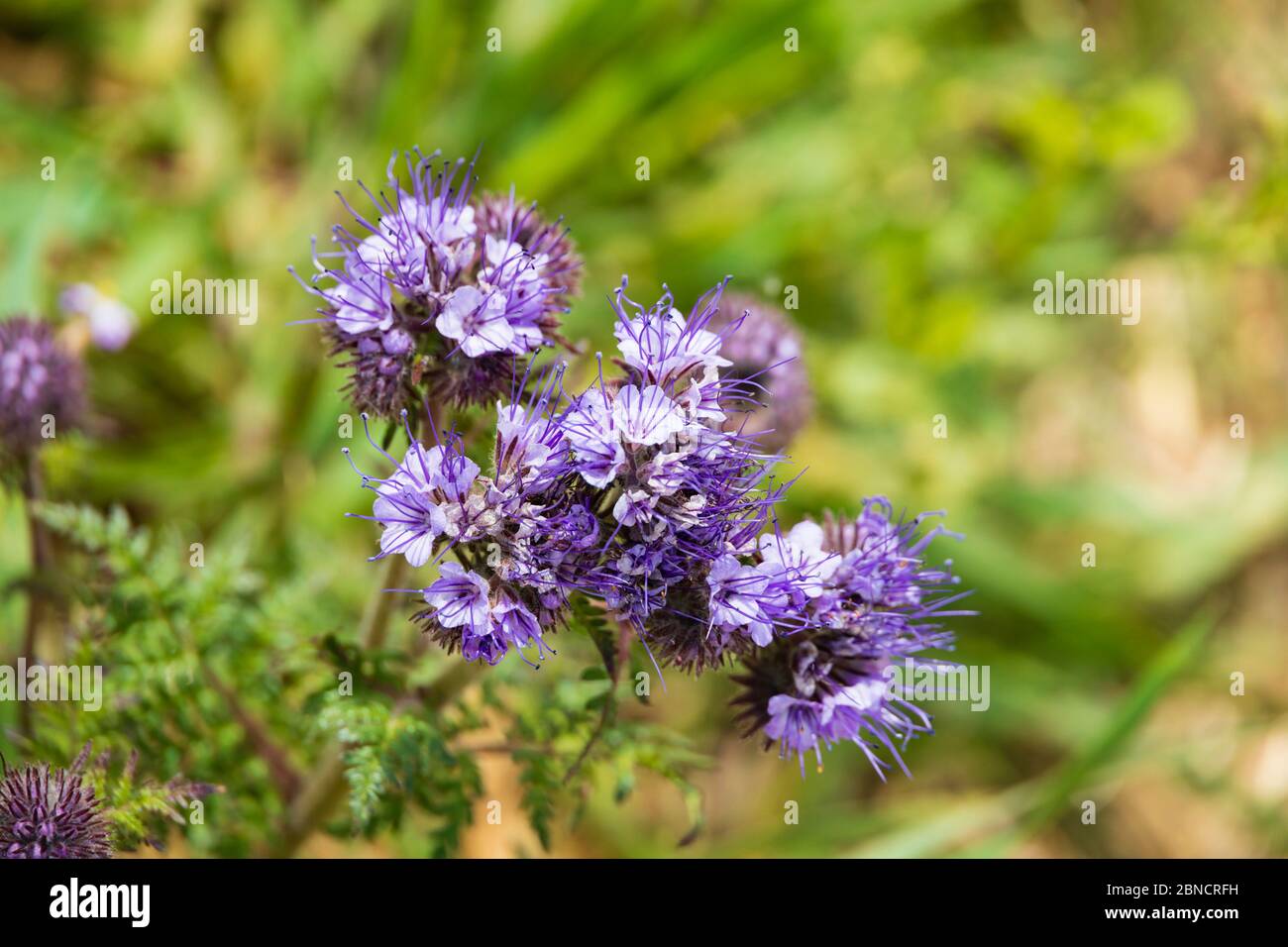 Blu porpora Tansy, Phacelia Tanacetifolia, fiori al lato di un campo di coltura. Foto Stock
