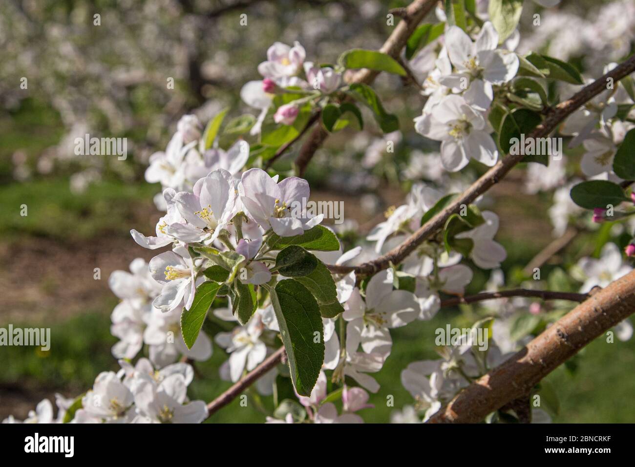 Fiorisce la primavera su alberi di mele in una fattoria del Massachusetts Foto Stock