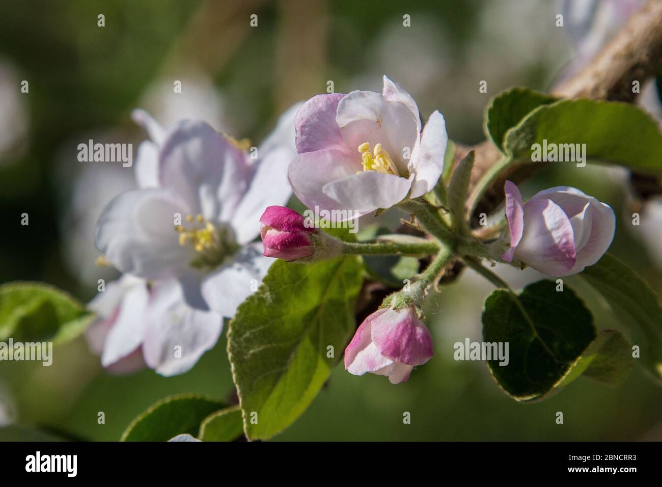 Fiorisce la primavera su alberi di mele in una fattoria del Massachusetts Foto Stock