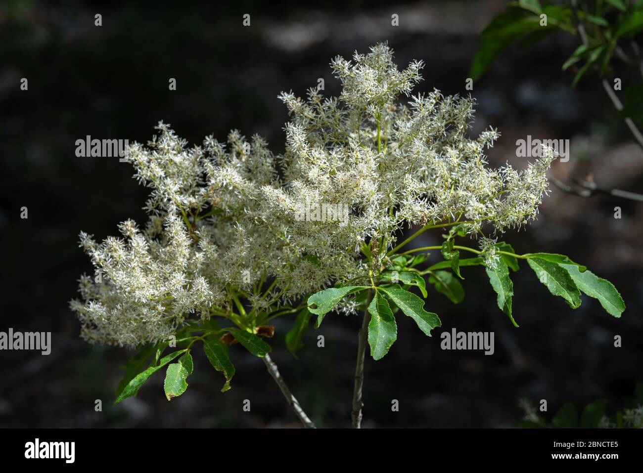 Fioritura di una cenere di manna, Fraxinus ornus. Foto Stock