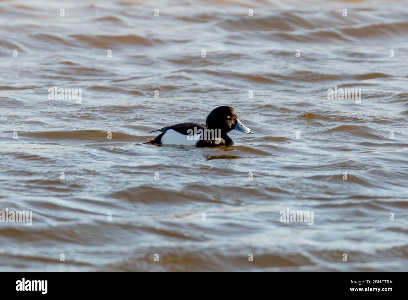 Un'anatra da nuoto fotografata da un lato. Foto Stock