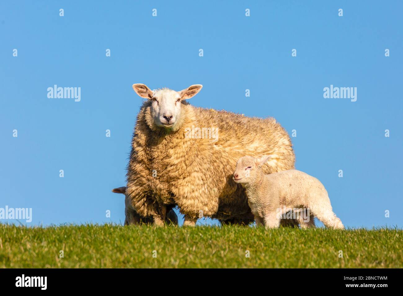L'agnello, che ha solo pochi giorni, si trova accanto alla madre. Foto Stock
