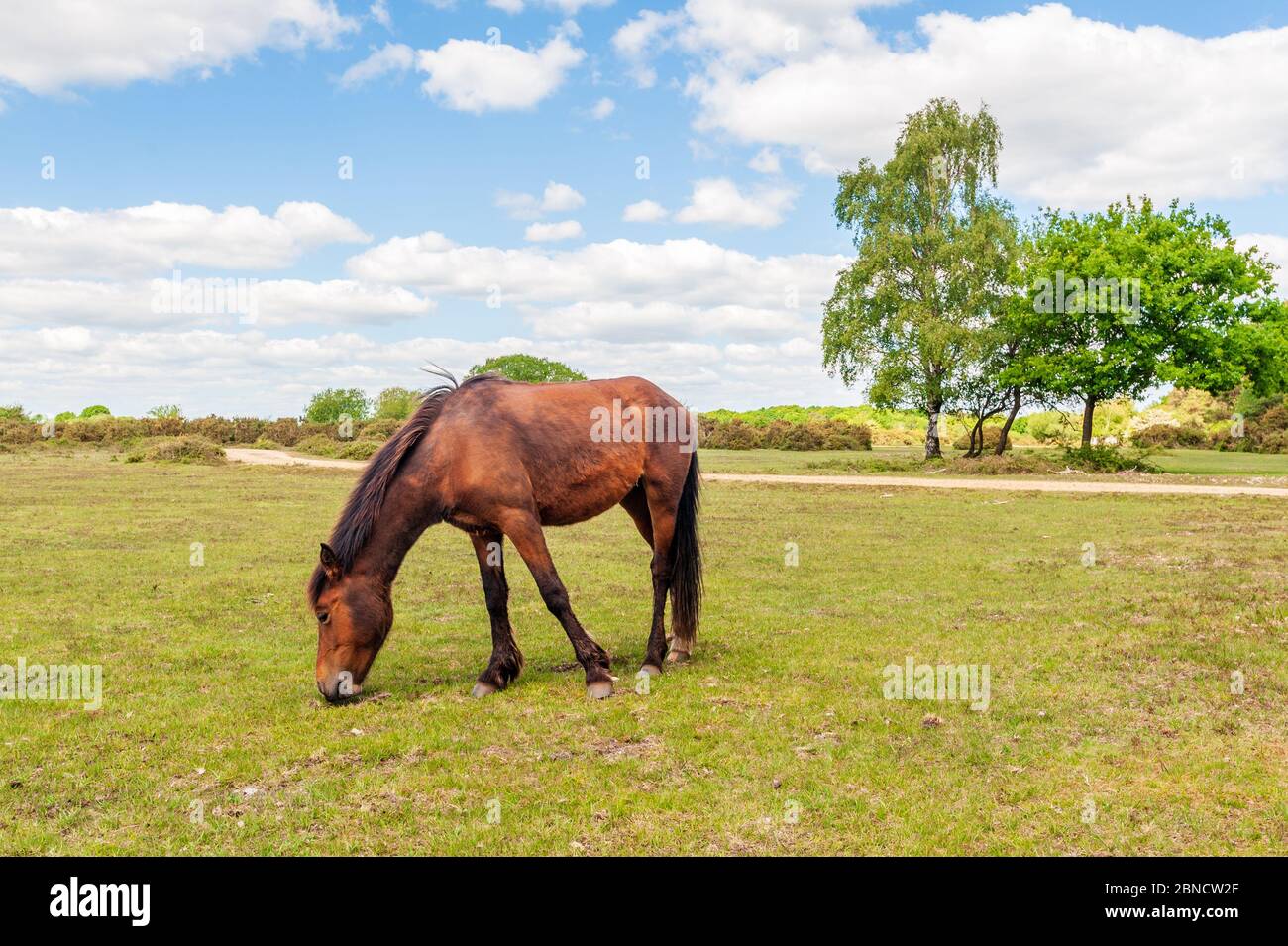 Pascolo dei pony della New Forest a maggio, Hampshire, Regno Unito Foto Stock