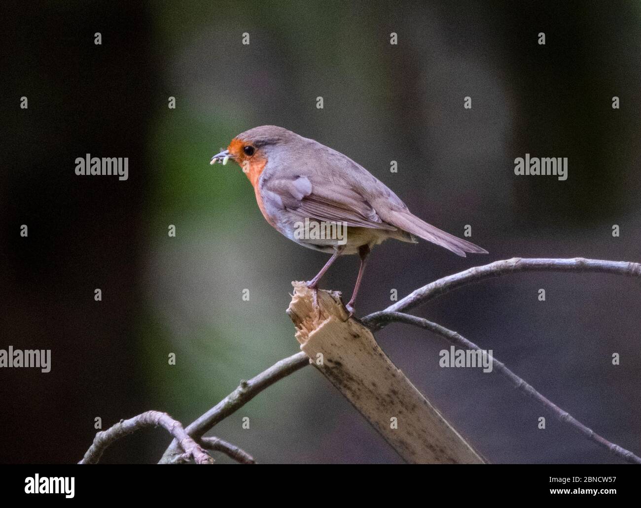Robin è appollaiato su una branca con cibo nel suo becco, Almondell Country Park, West Lothian, Scozia. Foto Stock Robin è appollaiato su una branca con cibo nel suo becco, Almondell Country Park, West Lothian, Scozia. Foto Stock