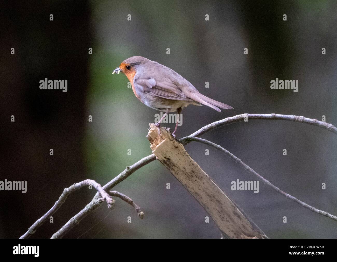 Robin è appollaiato su una branca con cibo nel suo becco, Almondell Country Park, West Lothian, Scozia. Foto Stock Robin è appollaiato su una branca con cibo nel suo becco, Almondell Country Park, West Lothian, Scozia. Foto Stock