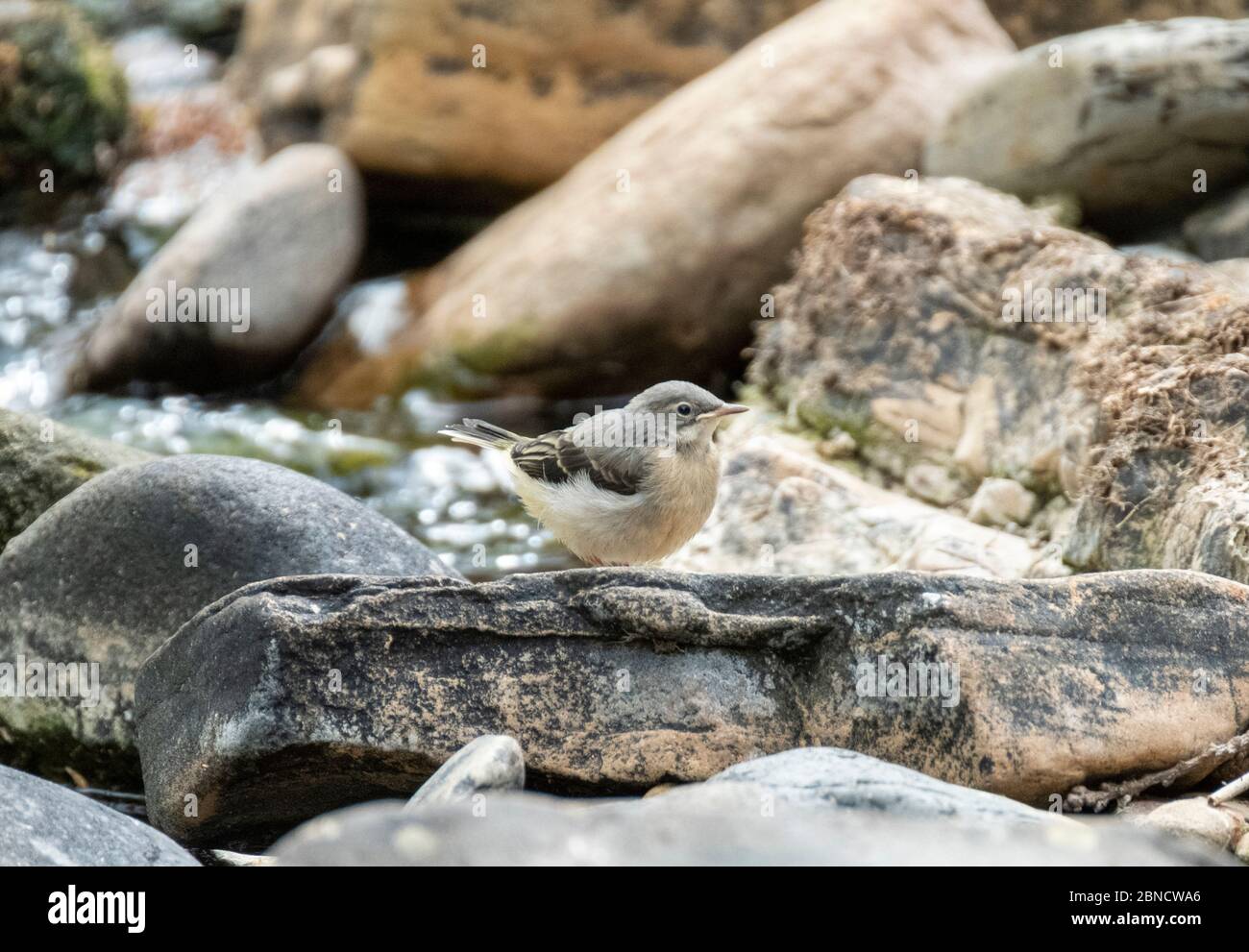 Giovane coda grigia seduta su pietre sul fiume Almond, West Lothian, Scozia Foto Stock