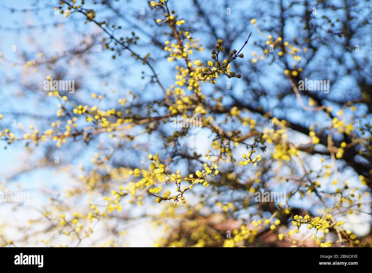 Corniolo Foto Stock