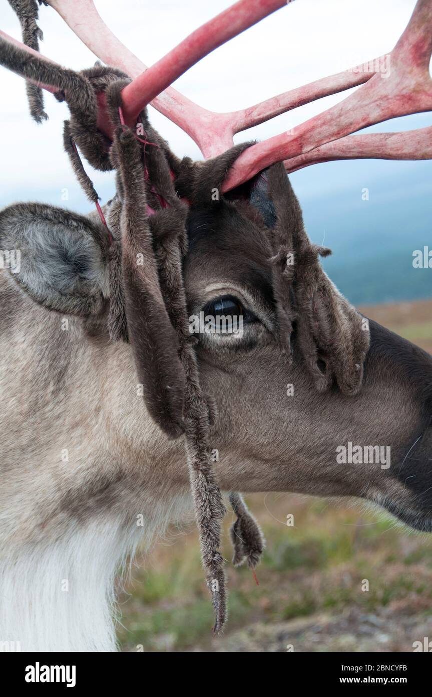 Renna (Rangifer tarandus) che sparge velluto da antlers, Cairngorms, Scozia, Regno Unito. Settembre Foto Stock