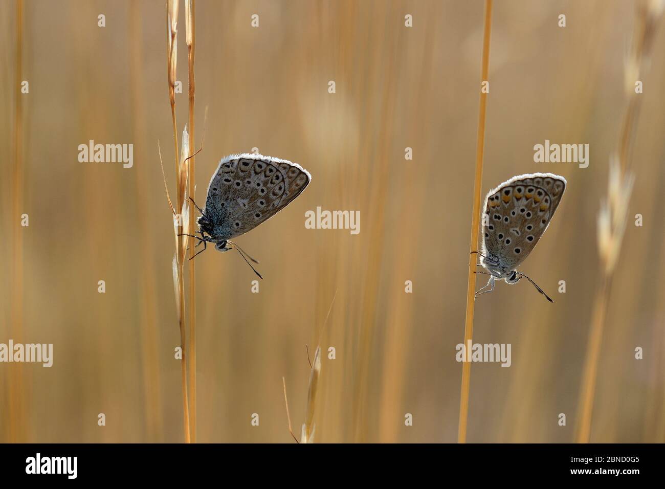 Farfalle blu con borchie d'argento (Plebejus argus) coppia femminile maschile, Lozere, Francia, luglio Foto Stock