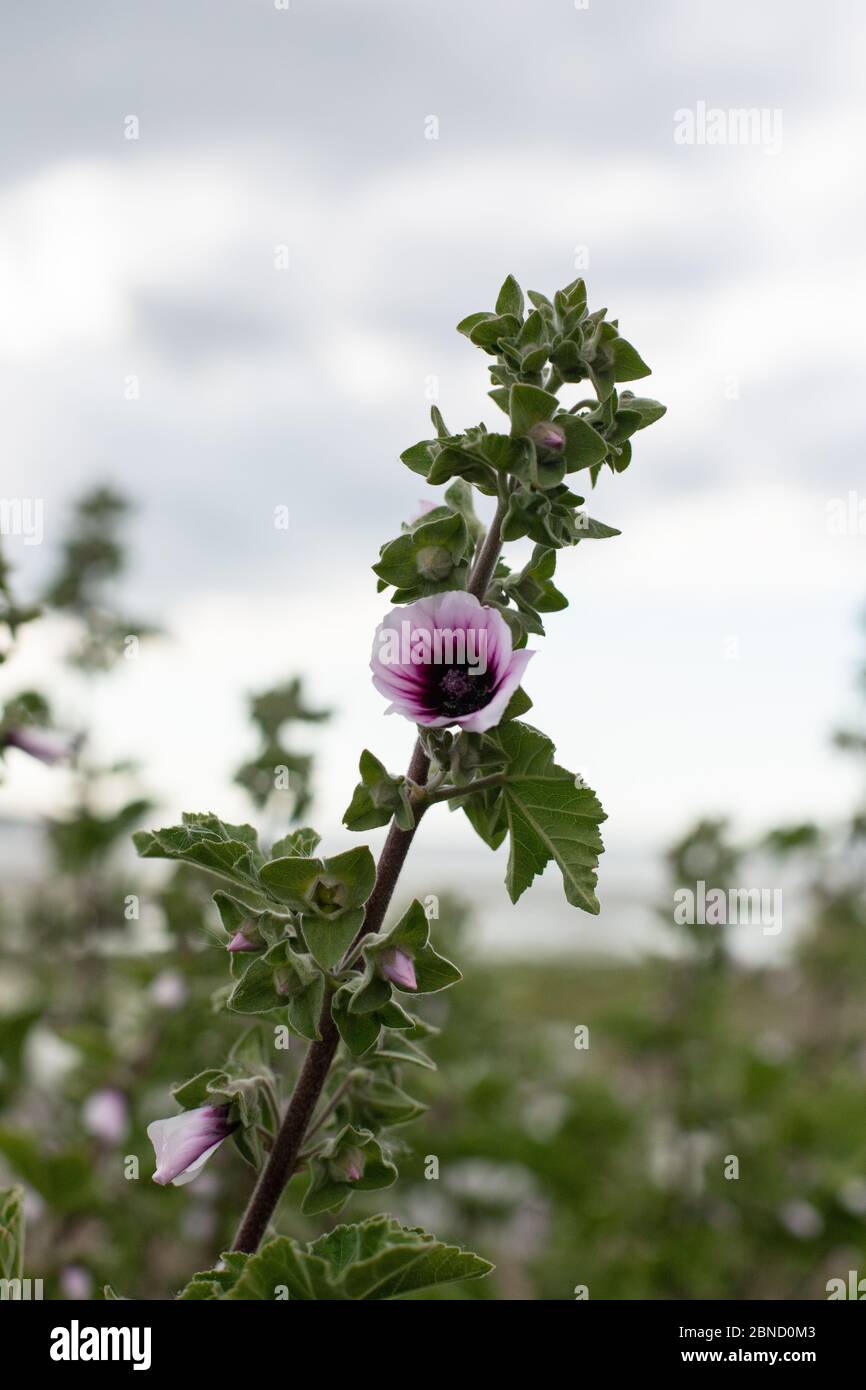 Albero di fiori di malva Foto Stock