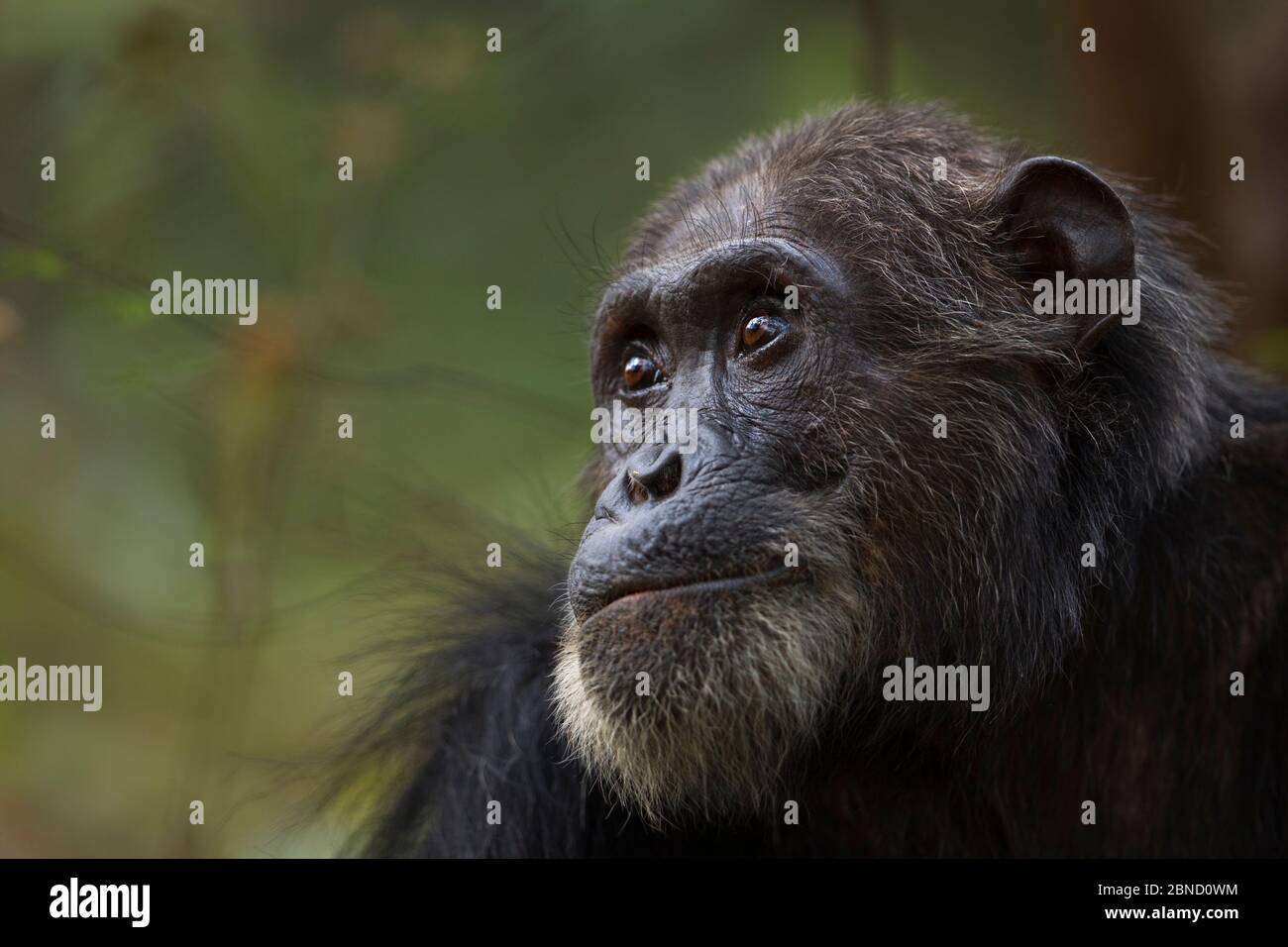 Scimpanzé orientale (Pan troglodytes schweinfurtheii) maschio adulto 'Frodo' invecchiato 35 anni ritratto. Gombe. Parco Nazionale, Tanzania. Foto Stock