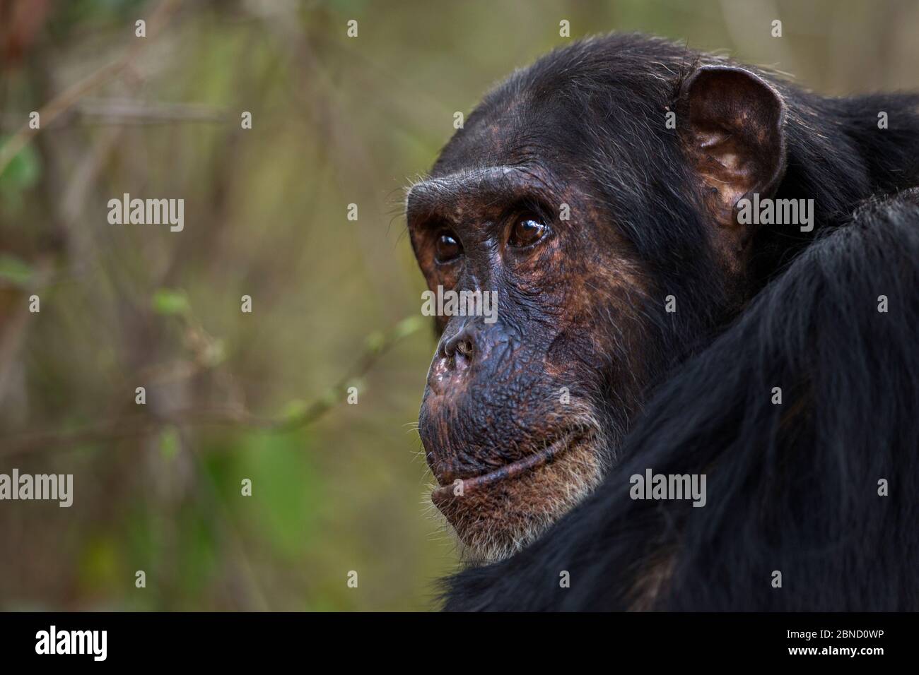 Scimpanzé orientale (Pan troglodytes schweinfurtheii) maschio 'Freud' di età 40 anni ritratto. Parco Nazionale di Gombe, Tanzania. Foto Stock