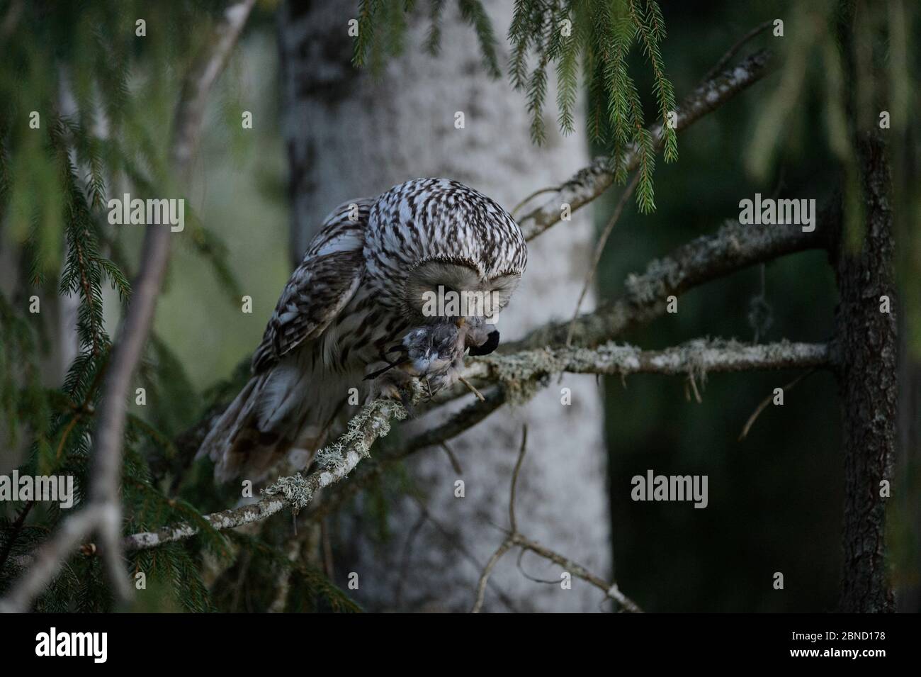 Ural gufo (Strix uralensis) femmina con preda di Bullfinch (Pyrhula pirrhula), Estonia meridionale. Maggio. Foto Stock