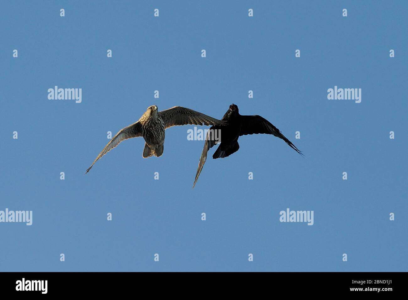 Raven (Corvus corax) mobbing Gyrfalcon (Falco rusticolus), Isola di Hornoya, Penisola di Varanger, Norvegia, marzo. Foto Stock