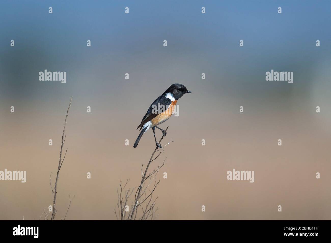 Stonechat maschio (Saxicola torquatus) arroccato su un cespuglio morto in prateria, Marievale Bird Sanctuary, Provincia di Gauteng, Sudafrica. Foto Stock