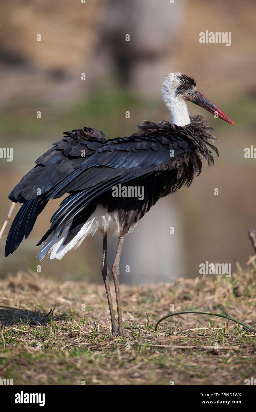 Cicogna a collo di lana (Ciconia episcopus) che ruffola le sue piume, il lago Panic, il Parco Nazionale Kruger, Sudafrica. Foto Stock