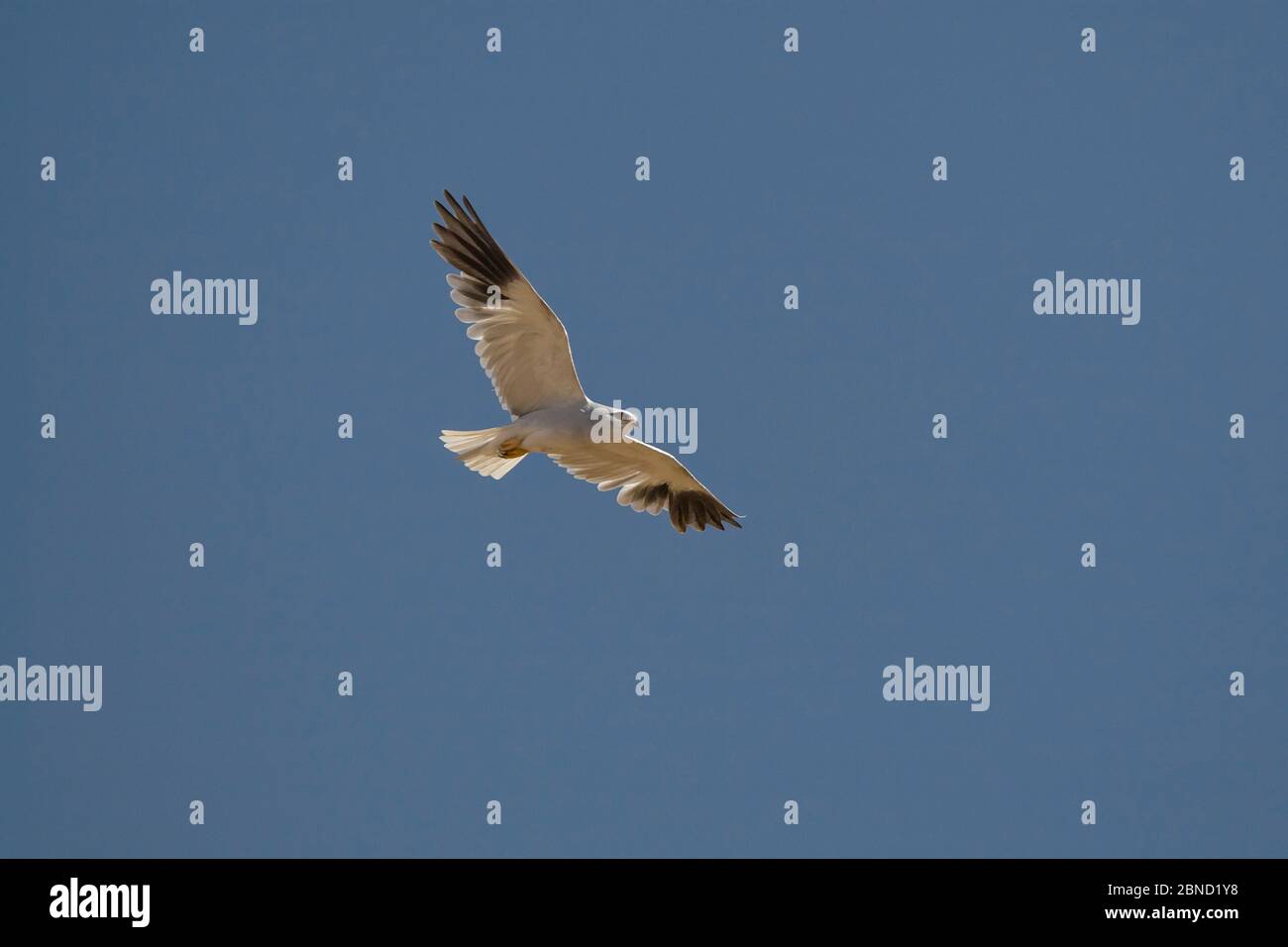 Aquilone a spalla nera (Elanus caeruleus) a caccia di prateria, Santuario degli uccelli di Marievale, Provincia di Gauteng, Sudafrica. Foto Stock