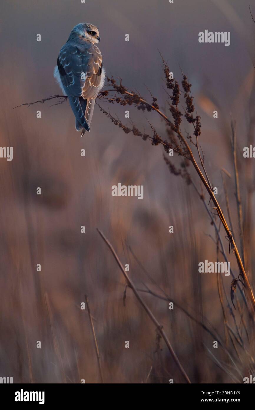 Aquilone a spalla nera (Elanus caeruleus) arroccato nel Santuario degli Uccelli di Marievale, provincia di Gauteng, Sudafrica. Foto Stock