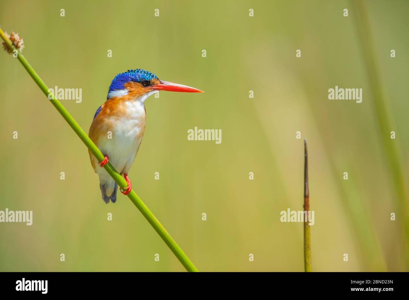 Kingfisher malachita (Alcedo cristata) che perching su un gambo di canna, Isola del Capo, Delta di Okavango, Botswana. Foto Stock