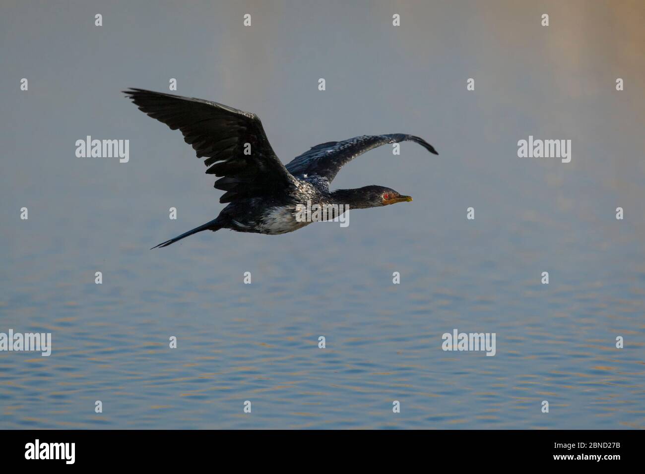 Cormorano di canna (Phalacrocorax africanus) che vola a bassa sulle zone umide, Marievale Bird Sanctuary, Johannesburg, Sudafrica. Foto Stock