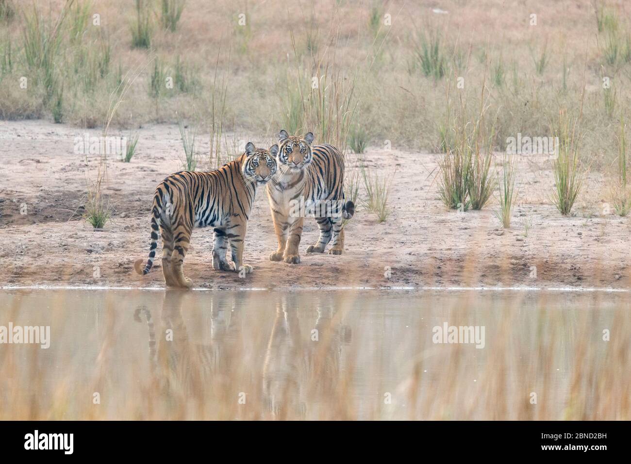 Tigre del Bengala (Panthera tigris tigris) novellame (età uno e una metà di anni) giocando, Bandhavgarh National Park, India. Foto Stock