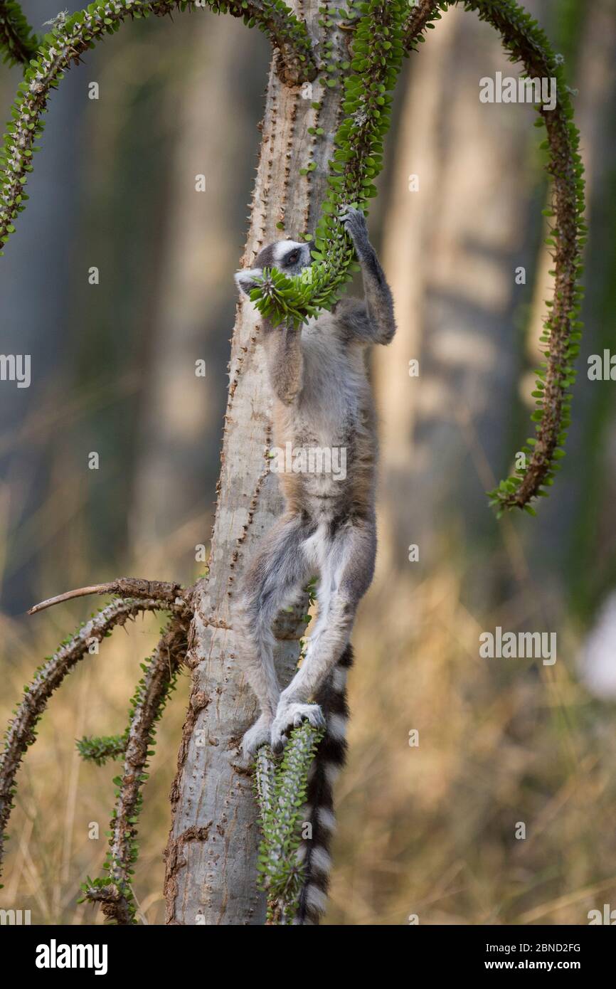 Limur con coda ad anello (catta di lemur) che si nutre di alberi di foresta spinosa (Alluaudia procera). Berenty Riserva privata, Madagascar Foto Stock