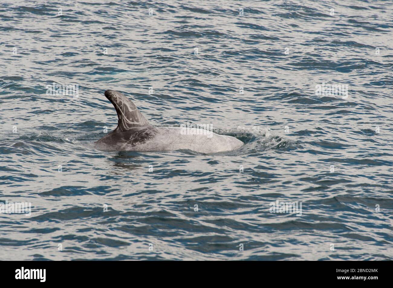 Delfino di Risso (Grampus griseus) che affina, Baja California, Messico Foto Stock