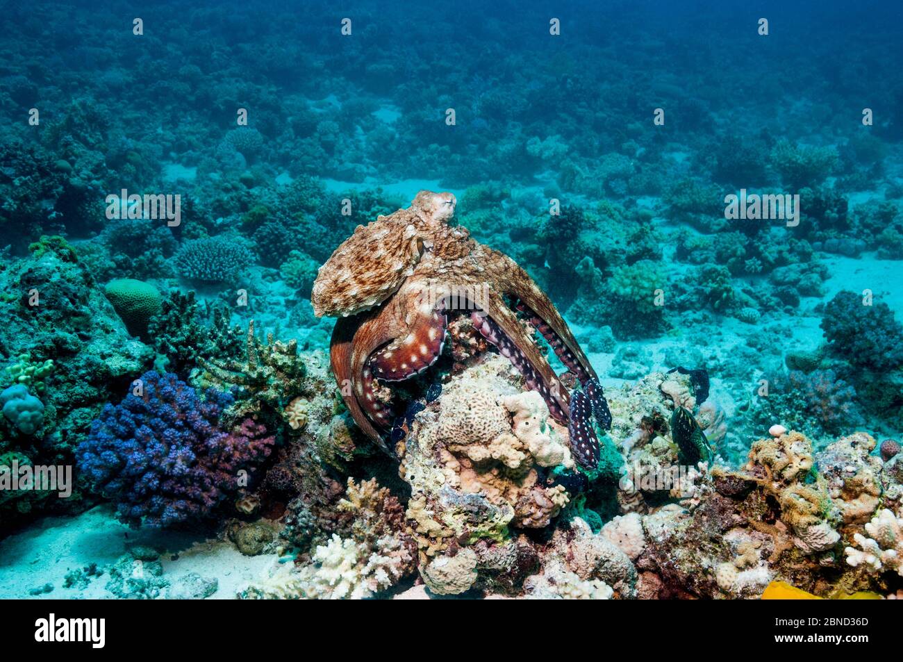 Polpo di giorno comune (Octopus cyanea) caccia sopra barriera corallina. Egitto, Mar Rosso. Foto Stock