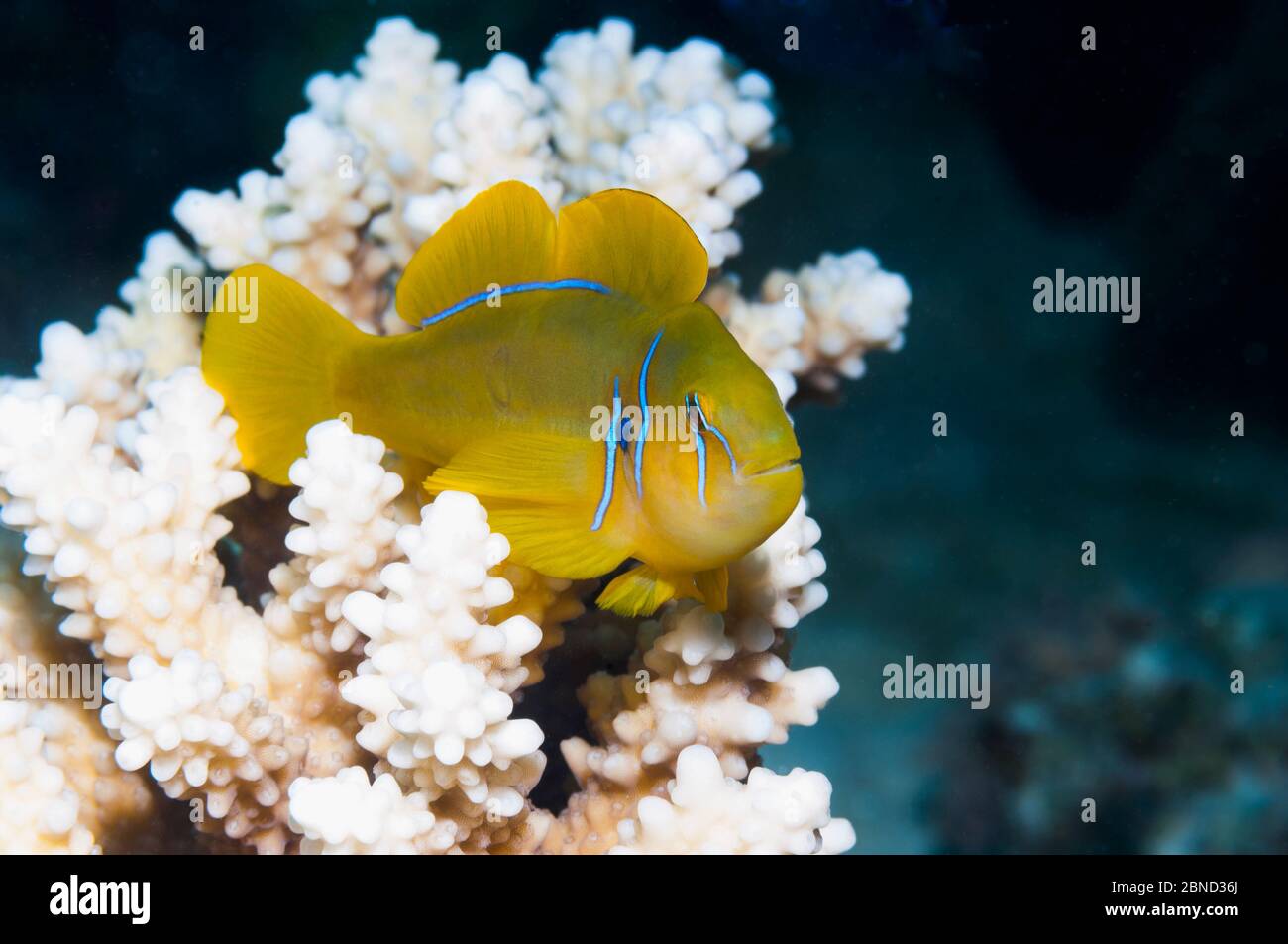 Coralgobio di limone (Gobiodon citrinus) su persico di corallo. Egitto, Mar Rosso. Foto Stock