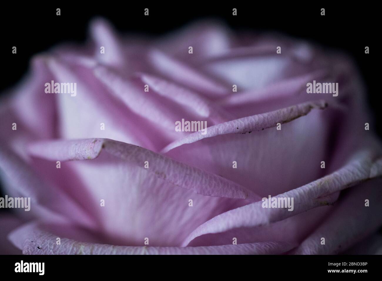 Colore rosa è aumentato Foto Stock