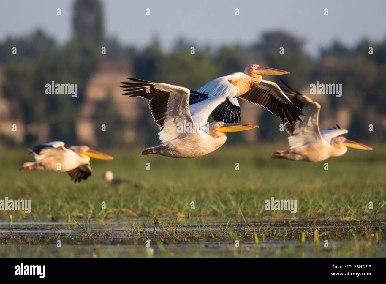 Grandi pellicani bianchi (Pelecanus onocrotalus) in volo, paludi di Jimba, Bahir Dar, Riserva della Biosfera del Lago Tana, Etiopia. Foto Stock