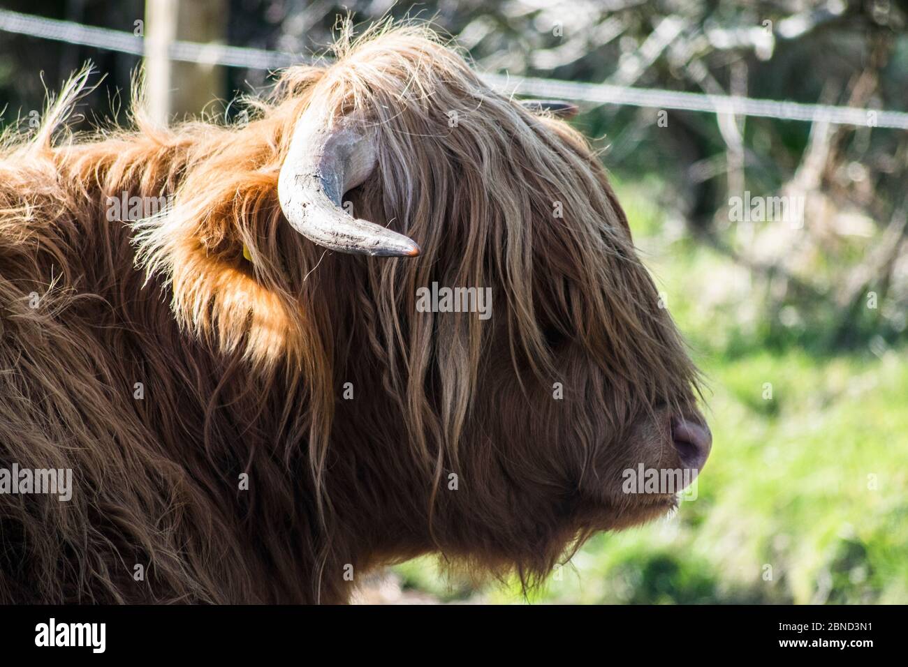 Shieveled guardando Highland Cow Foto Stock