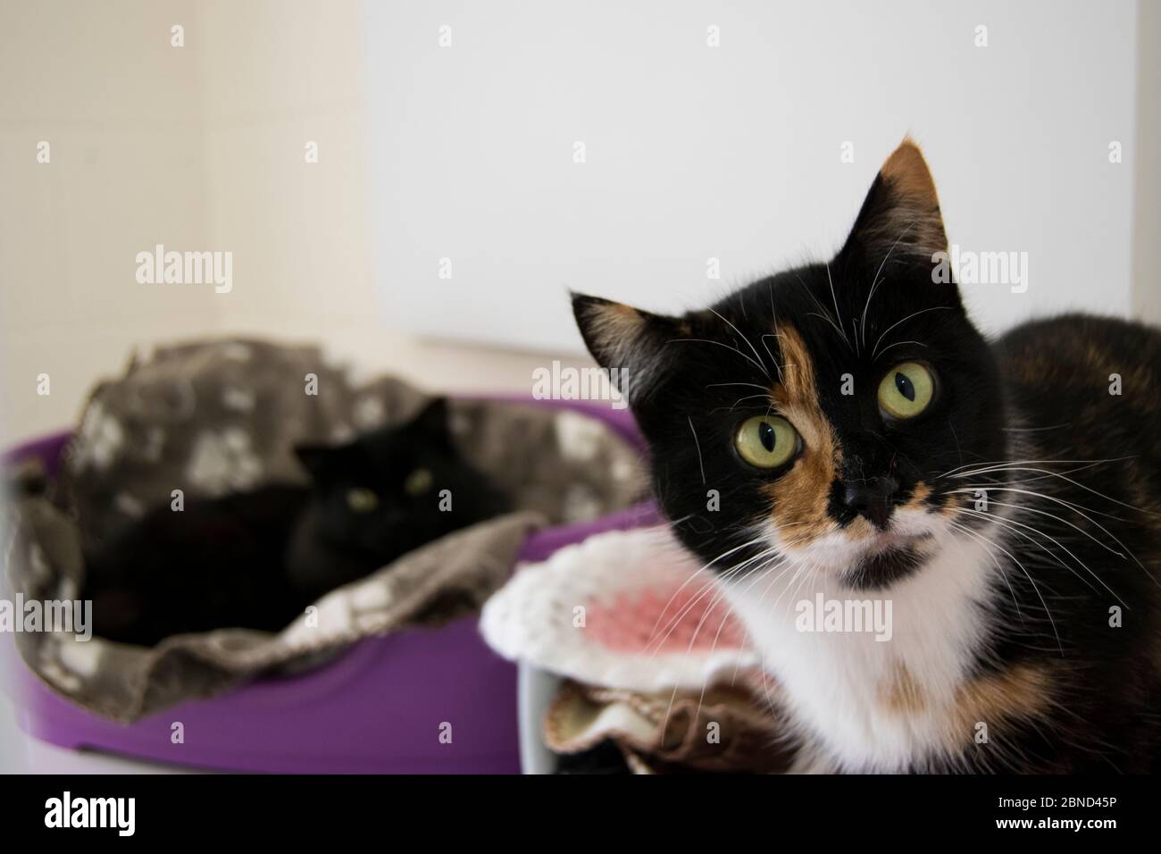 Due gatti di soccorso in letti per animali domestici Foto Stock