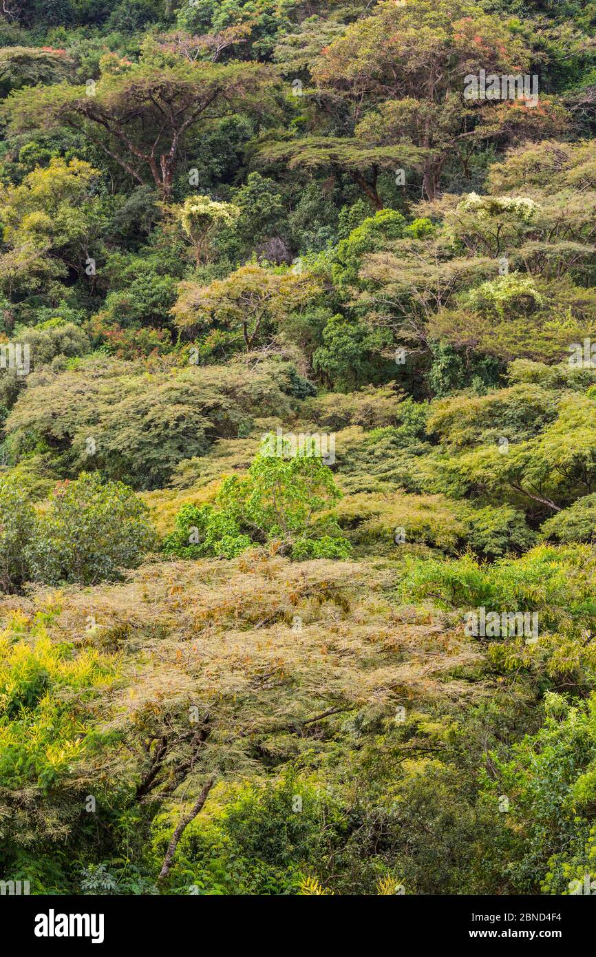 'Foresta della Chiesa', area di antica foresta, conservata dai sacerdoti della Chiesa ortodossa etiope del Tewaheddo, Tara Gedam, Riserva della Biosfera del Lago Tana, Ethi Foto Stock