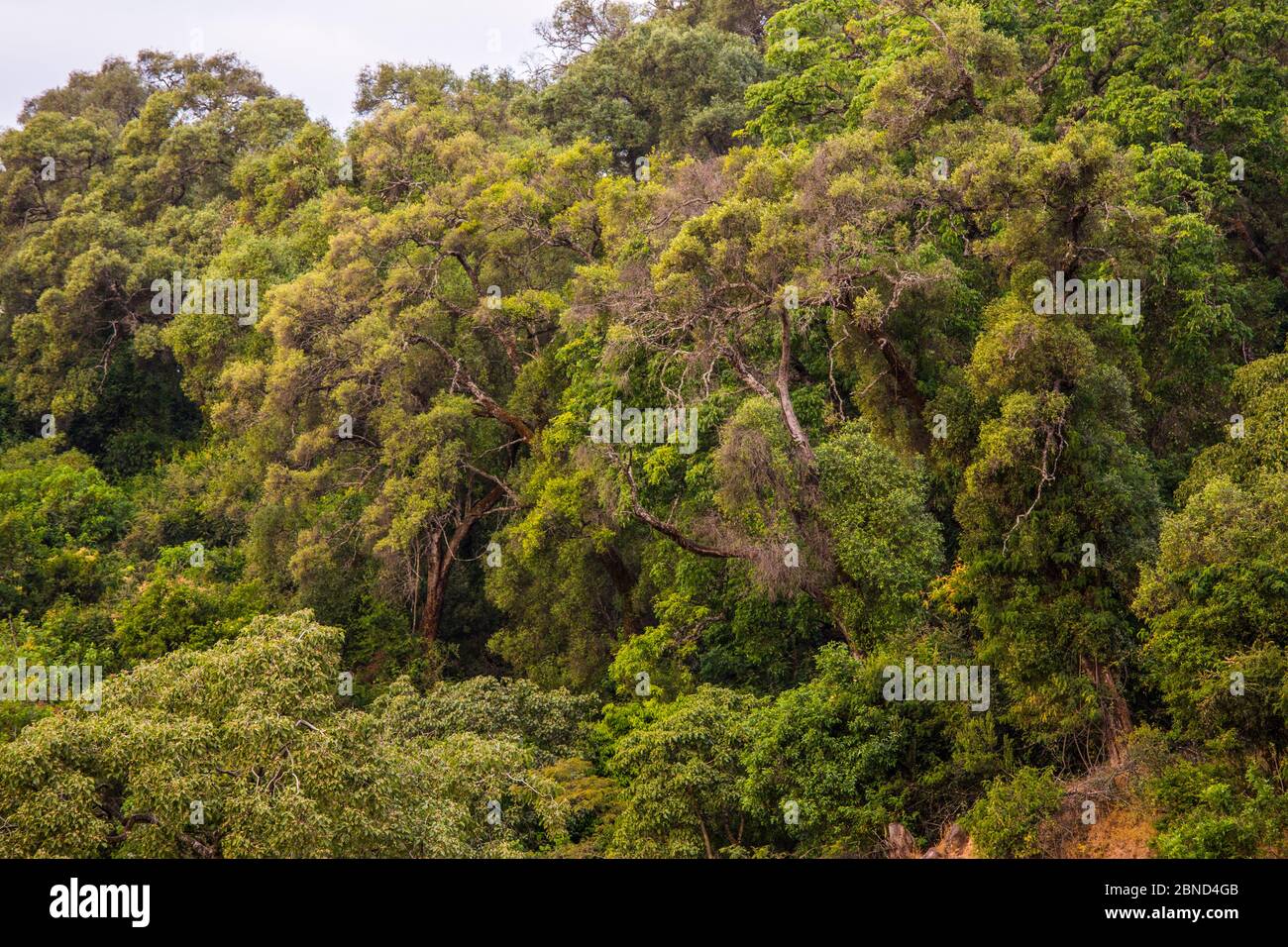 'Foresta della Chiesa', area di antica foresta, conservata dai sacerdoti della Chiesa ortodossa etiope del Tewaheddo, Tara Gedam, Riserva della Biosfera del Lago Tana, Ethi Foto Stock