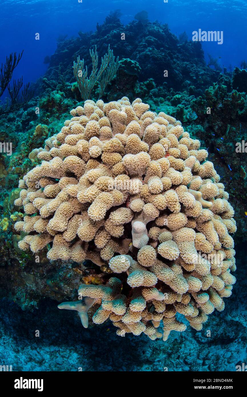 Colonia di coralli delle dita (poriti) su una barriera corallina poco profonda. Cayman Brac, Isole Cayman. Mar dei Caraibi. Foto Stock