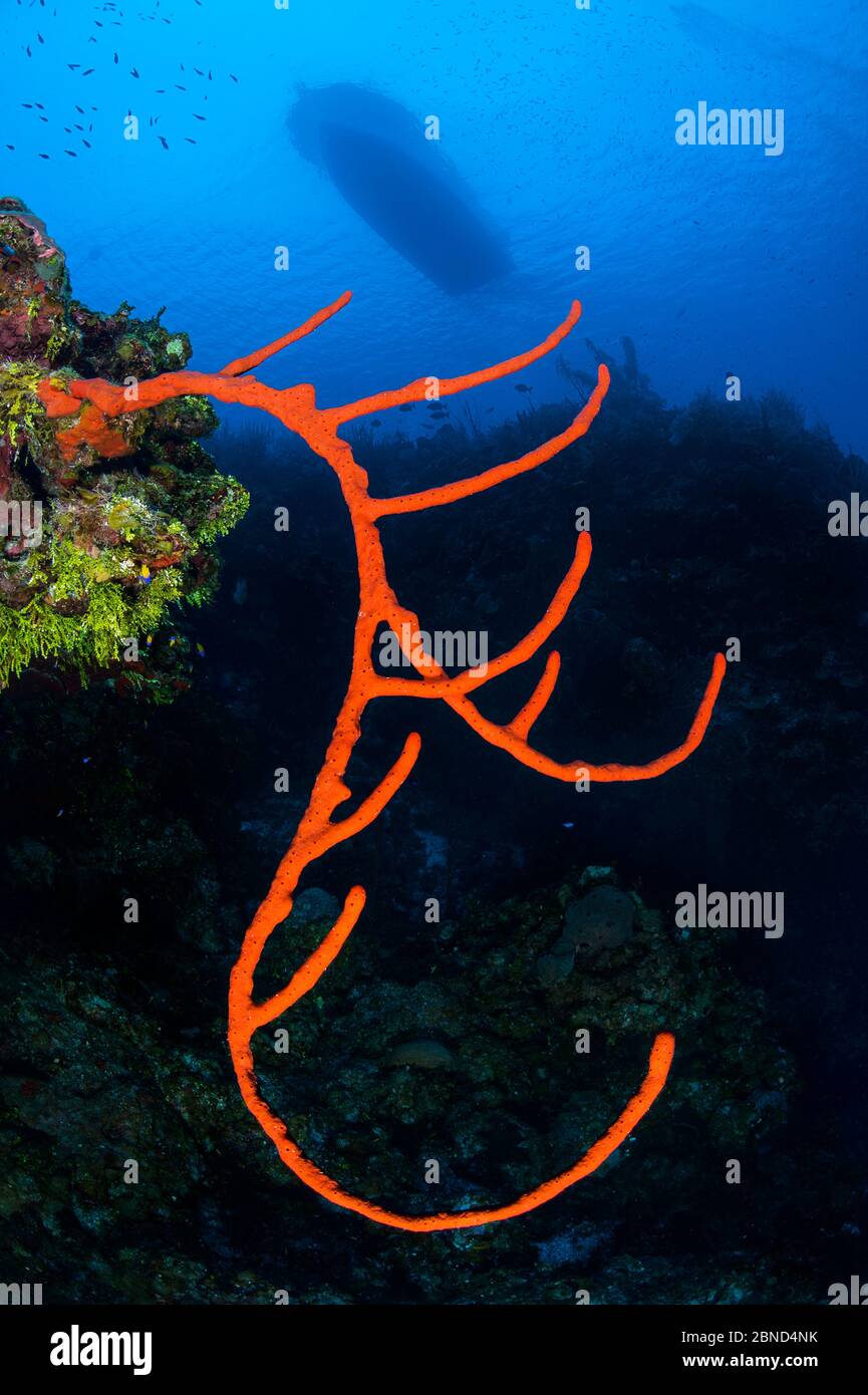 La spugna rossa di corda grande (Amphimedon compressa) che si staglia fuori della parete di una barriera corallina, sotto una barca di immersione. Bloody Bay Wall, Little Cayman, Cayman Isla Foto Stock