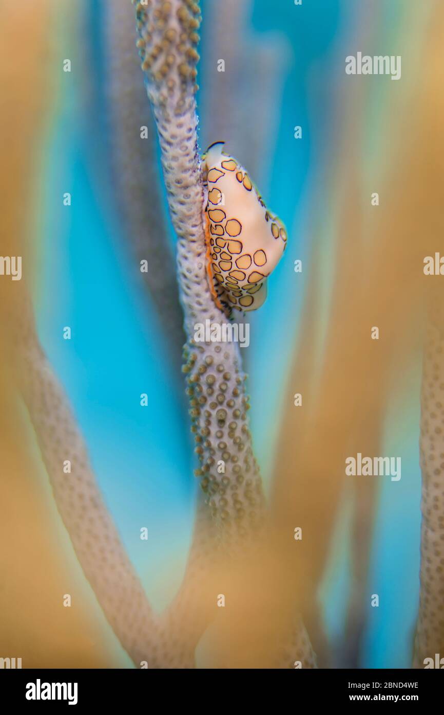 Fiammingo lingua cowrie (Cyphoma gibbosum) che si nuota su Mare Rod coralli molli. Questa specie di cowrie assorbe sostanze chimiche tossiche dai coralli nel corpo a b Foto Stock