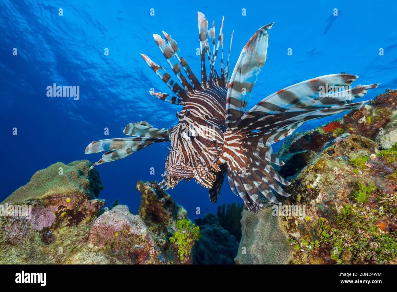 Il grande pesce leone maschio (volitans di Pterois) si muove sopra la barriera corallina. East End, Grand Cayman, Isole Cayman, Mar dei Caraibi. Specie invasive. Foto Stock
