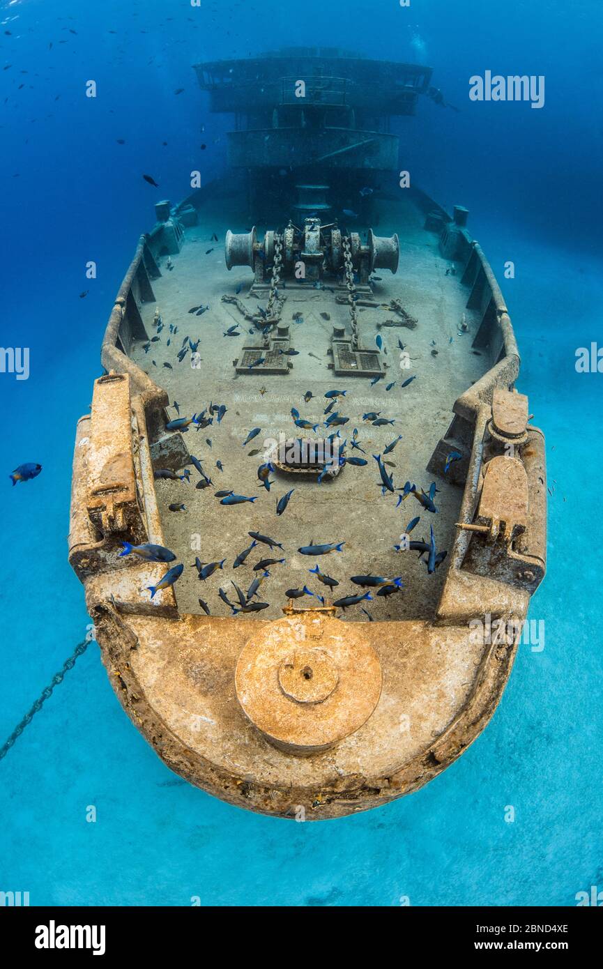 Creole Wrasse (Clepticus parrae) calzata sopra l'arco del relitto della USS Kittiwake. 11 km circa da Beach, Grand Cayman, Isole Cayman. Foto Stock