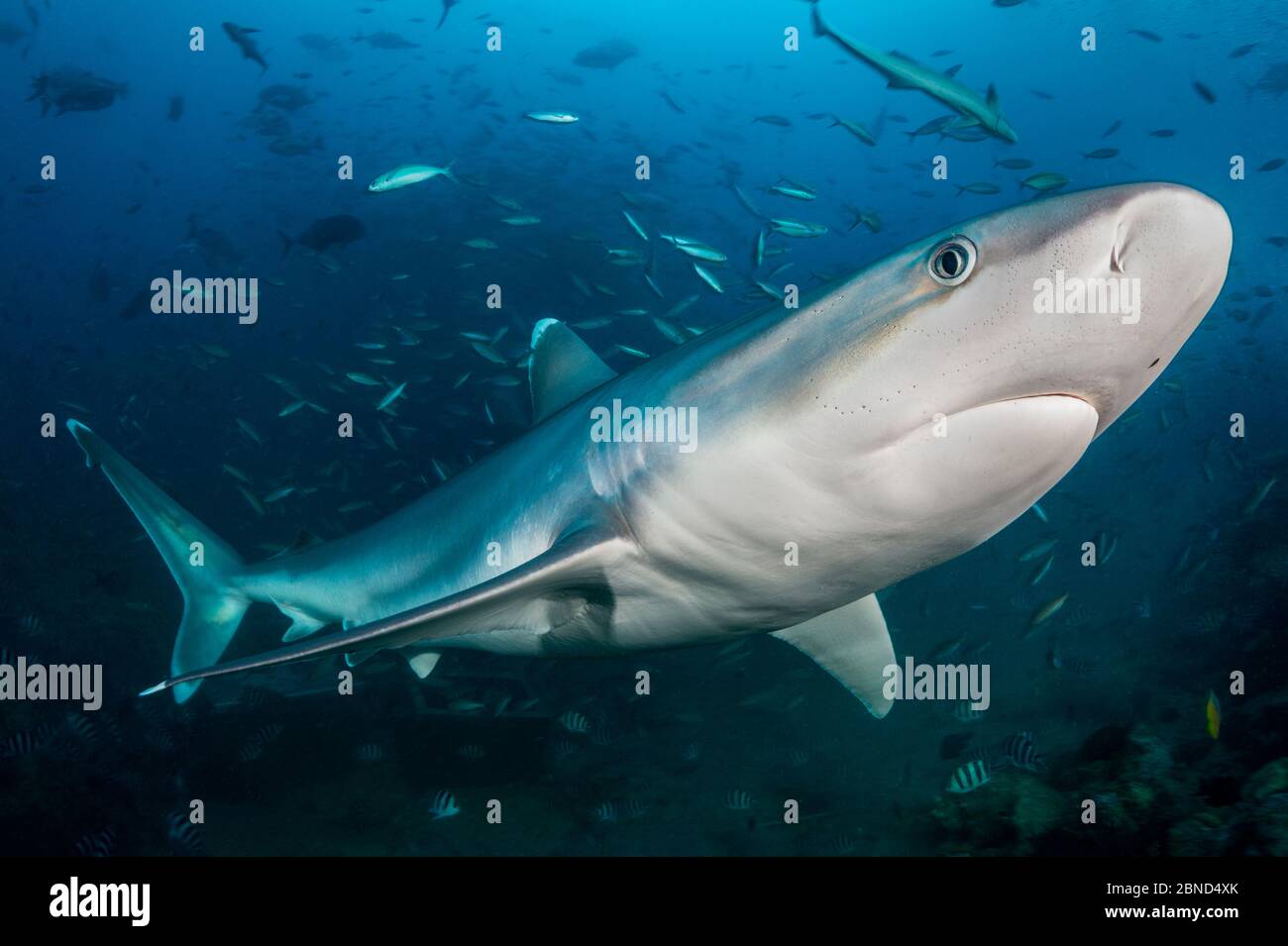 Ritratto di squalo Silvertip (Carcharhinus albimarginatus). Laguna di Beqa, viti Levu, Figi, Polinesia. Oceano Pacifico tropicale. Sfocatura movimento aggiunta Foto Stock