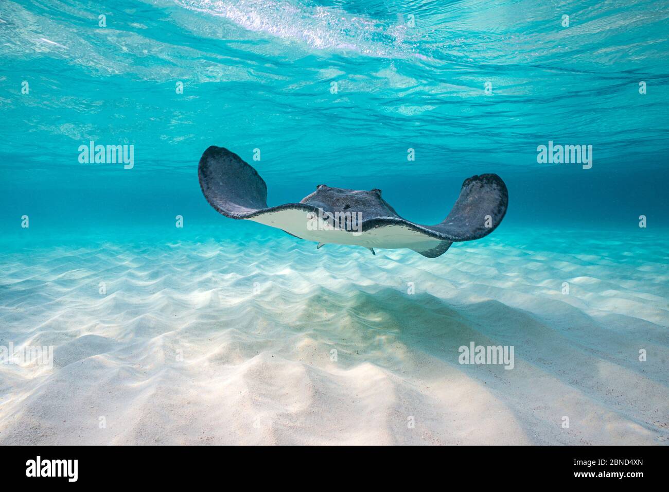 Stingray meridionale (Hypanus americanus) che nuota su una barra di sabbia la mattina presto. Grand Cayman, Isole Cayman. Mar dei Caraibi. Foto Stock