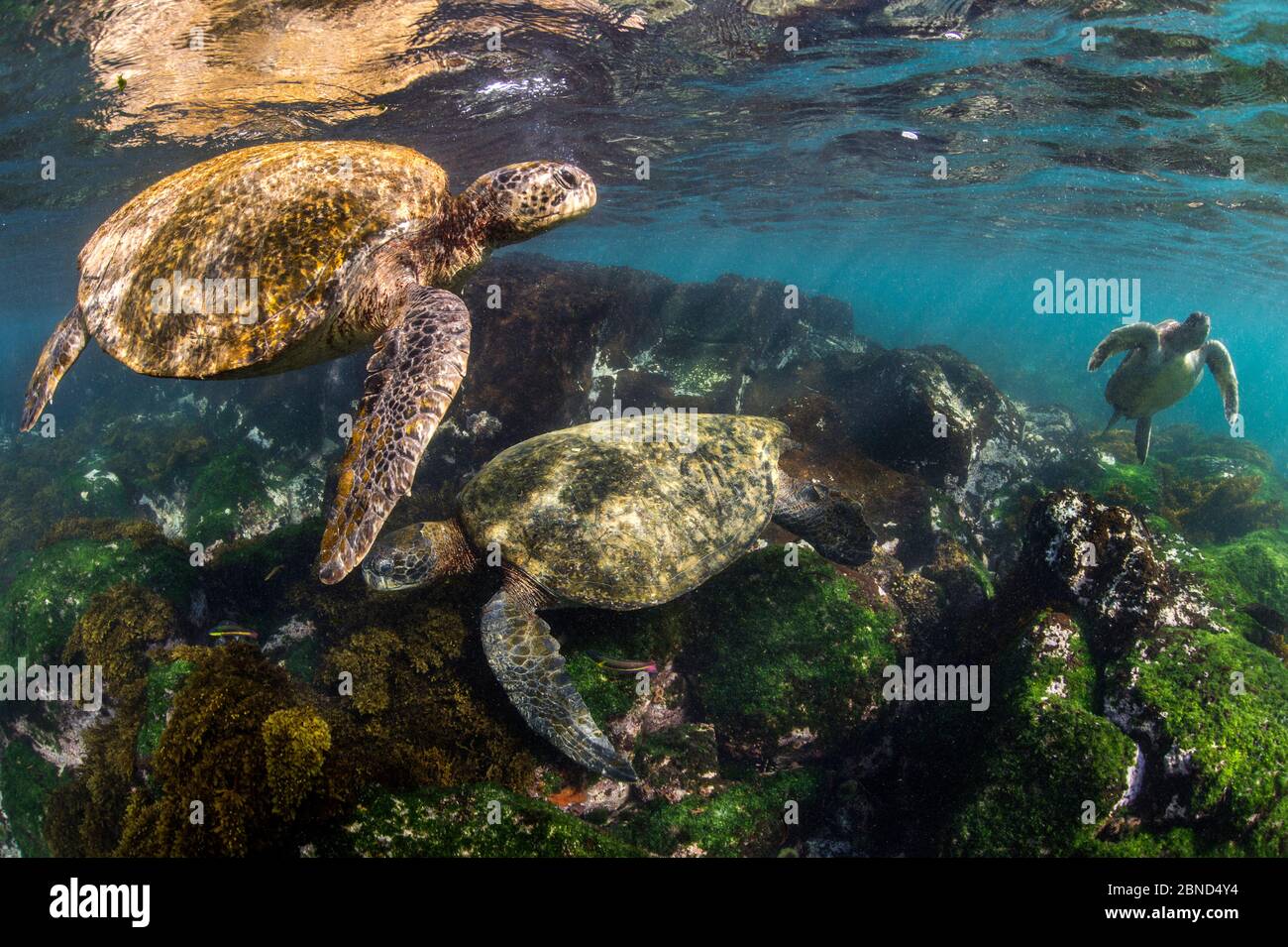 Tre tartarughe verdi Galapagos (Chelonia mydas agassizii) che si nutrono di alghe che crescono su rocce laviche in acque soleggiate e poco profonde. Isola Floreana, Galapagos i Foto Stock