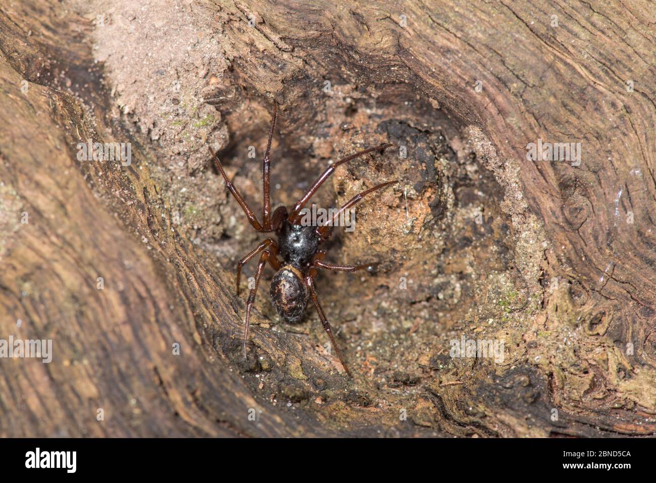 Falso ragno vedova nero (Steotoda nobilis) Sussex, Inghilterra, Regno Unito, novembre. Foto Stock