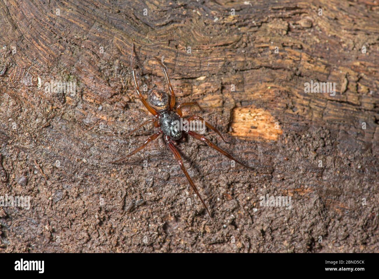 Falso ragno vedova nero (Steotoda nobilis) Sussex, Inghilterra, Regno Unito, novembre. Foto Stock